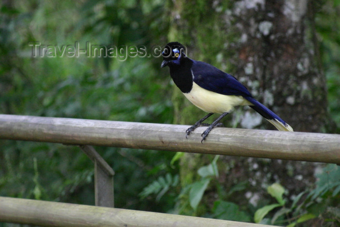 argentina158: Argentina - Iguazu Falls (Misiones province): exotic bird - photo by N.Cabana - (c) Travel-Images.com - Stock Photography agency - Image Bank