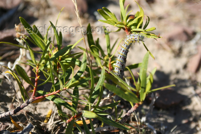 argentina163: Argentina - Caleta Horno - Bahía Gil (Chubut Province): caterpillar / oruga - photo by C.Breschi - (c) Travel-Images.com - Stock Photography agency - Image Bank