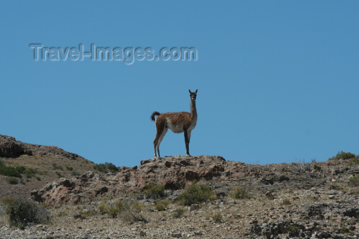 argentina178: Argentina - Caleta Horno - Bahía Gil (Chubut Province): guanaco - Lama guanicoe - photo by C.Breschi - (c) Travel-Images.com - Stock Photography agency - Image Bank