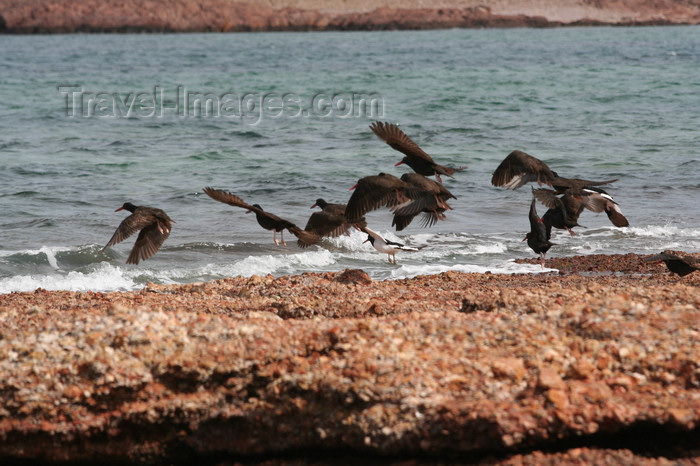 argentina179: Argentina - Caleta Horno - Bahía Gil (Chubut Province): Black and Magellanic Oystercatcher - photo by C.Breschi - (c) Travel-Images.com - Stock Photography agency - Image Bank