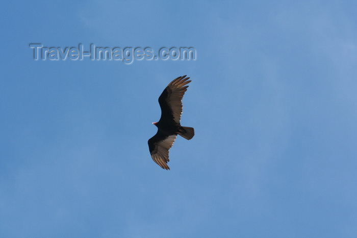 argentina180: Argentina - Caleta Horno - Bahía Gil (Chubut Province): Turkey Vulture - Cathartes aura - Aura común - Urubu à tête rouge - photo by C.Breschi - (c) Travel-Images.com - Stock Photography agency - Image Bank