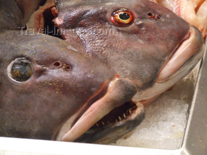 argentina184: Argentina - Córdoba - fish at the market - Mercado Municipal - images of South America by M.Bergsma - (c) Travel-Images.com - Stock Photography agency - Image Bank