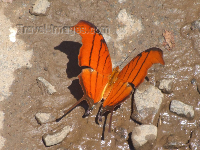 argentina216: Argentina - Iguazu Falls - butterfly at the falls - images of South America by M.Bergsma - (c) Travel-Images.com - Stock Photography agency - Image Bank