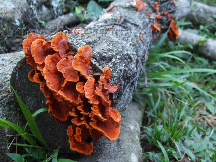 argentina229: Argentina - Iguazu Falls - red poisonous mushrooms on a dead tree trunk - images of South America by M.Bergsma - (c) Travel-Images.com - Stock Photography agency - Image Bank
