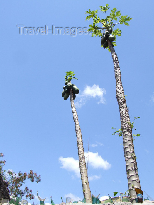 argentina241: Argentina - Puerto Iguazu - Papaya trees - images of South America by M.Bergsma - (c) Travel-Images.com - Stock Photography agency - Image Bank