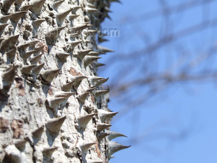 argentina244: Argentina - Puerto Iguazu - spikes on the trunk of a Floss-Silk tree - Chorisia speciosa - along the Rio Iguazu - images of South America by M.Bergsma - (c) Travel-Images.com - Stock Photography agency - Image Bank