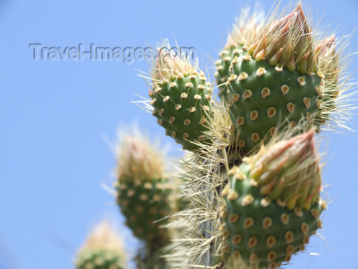 argentina250: Argentina - Salta - Cactus at Cerro San Bernardo - images of South America by M.Bergsma - (c) Travel-Images.com - Stock Photography agency - Image Bank