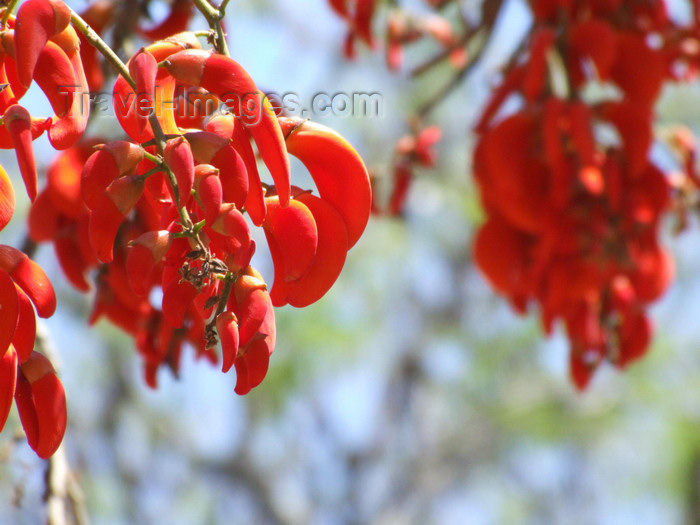 argentina267: Argentina - Salta - National flower of Argentina - the ceibo - Erythrina crista-galli -  Cerro San Bernardo - images of South America by M.Bergsma - (c) Travel-Images.com - Stock Photography agency - Image Bank