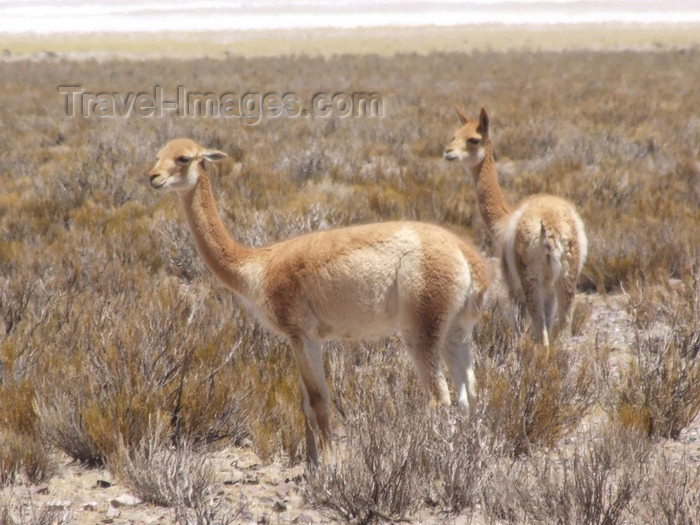 argentina290: Argentina - Salta province - Salinas Grandes - pair of Vicuñas  - Vicugna vicugna - Aregetinean fauna - images of South America by M.Bergsma - (c) Travel-Images.com - Stock Photography agency - Image Bank