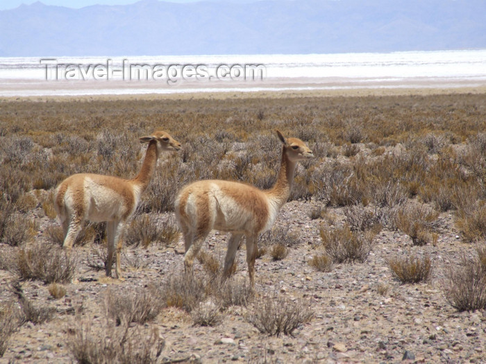 argentina291: Argentina - Salta province - Salinas Grandes - Vicuña - wild South American camelid - Vicugna vicugna - images of South America by M.Bergsma - (c) Travel-Images.com - Stock Photography agency - Image Bank