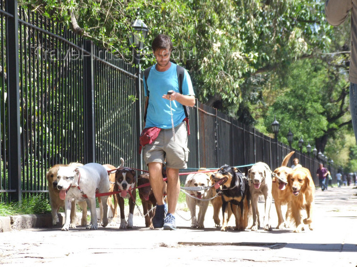 argentina318: Argentina - Buenos Aires - Dog walking service, Palermo - images of South America by M.Bergsma - (c) Travel-Images.com - Stock Photography agency - Image Bank