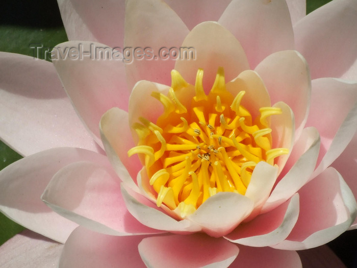 argentina326: Argentina - Buenos Aires - Jardin Botanico, Carlos Thays, Palermo - water lilly - images of South America by M.Bergsma - (c) Travel-Images.com - Stock Photography agency - Image Bank