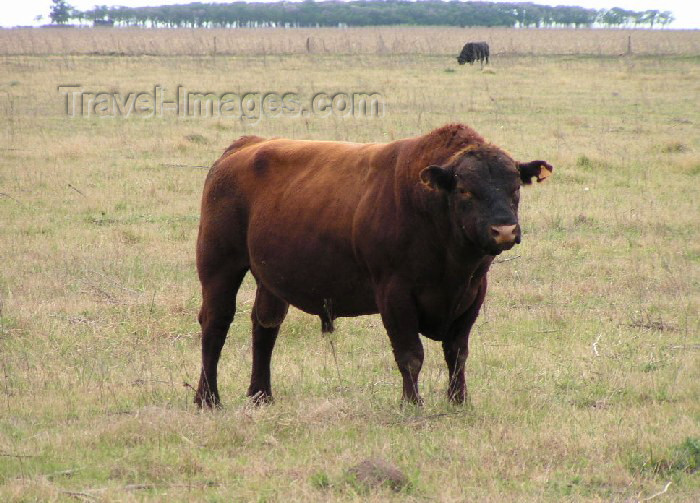 argentina35: Argentina - Cordoba province: bull in the fields - photo by Captain Peter - (c) Travel-Images.com - Stock Photography agency - Image Bank