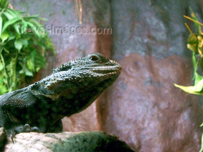 australia163: Australia - Goanna / goana (Victoria) - photo by Luca Dal Bo  - (c) Travel-Images.com - Stock Photography agency - Image Bank