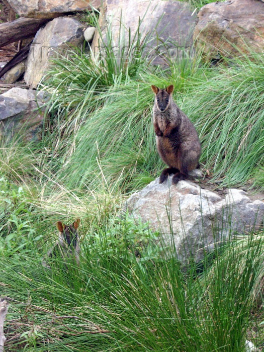 australia168: Australia - Rock wallaby (Victoria) - photo by Luca Dal Bo - (c) Travel-Images.com - Stock Photography agency - Image Bank