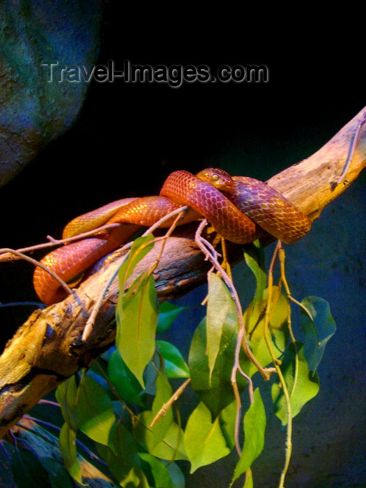 australia169: Australia - Red snake on a tree (Victoria) - photo by Luca Dal Bo - (c) Travel-Images.com - Stock Photography agency - Image Bank