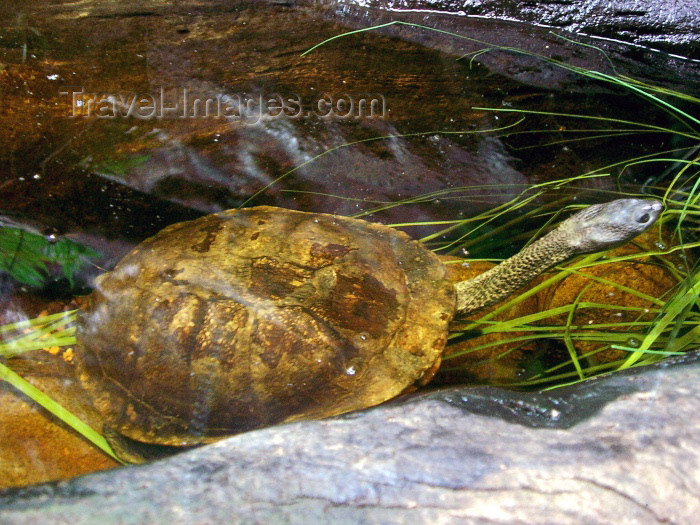 australia170: Australia - Snake-necked turtle (Victoria) - fauna - reptile - photo by Luca Dal Bo - (c) Travel-Images.com - Stock Photography agency - Image Bank