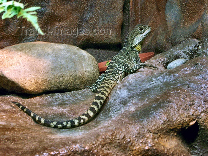 australia175: Australia - Lizard (Victoria) - photo by Luca Dal Bo - (c) Travel-Images.com - Stock Photography agency - Image Bank