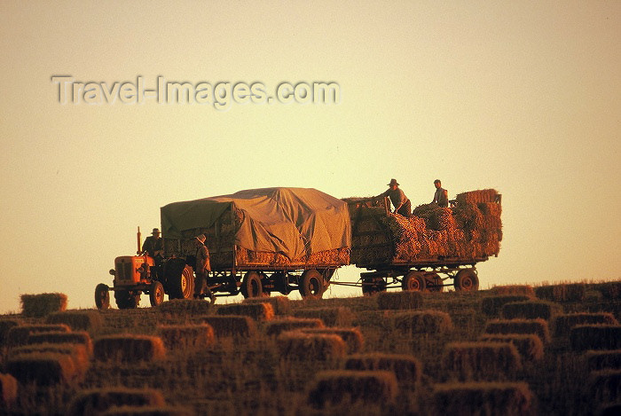 australia265: Australia - South Australia: farm scene - agriculture - tractor - photo by  Picture Tasmania/S.Lovegrove - (c) Travel-Images.com - Stock Photography agency - Image Bank