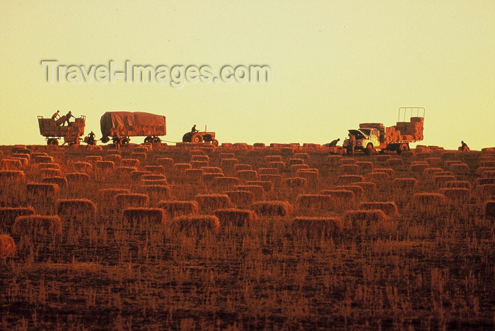 australia266: Australia - South Australia: hay harvest - photo by  Picture Tasmania/S.Lovegrove - (c) Travel-Images.com - Stock Photography agency - Image Bank