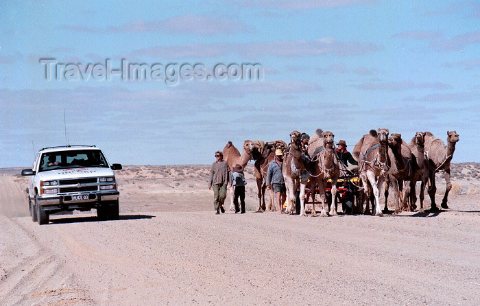 australia379: Australia - Oodnadatta Track (SA): the old and the new - a modern 4WD passes a group of camels - photo by Rod Eime - (c) Travel-Images.com - Stock Photography agency - Image Bank