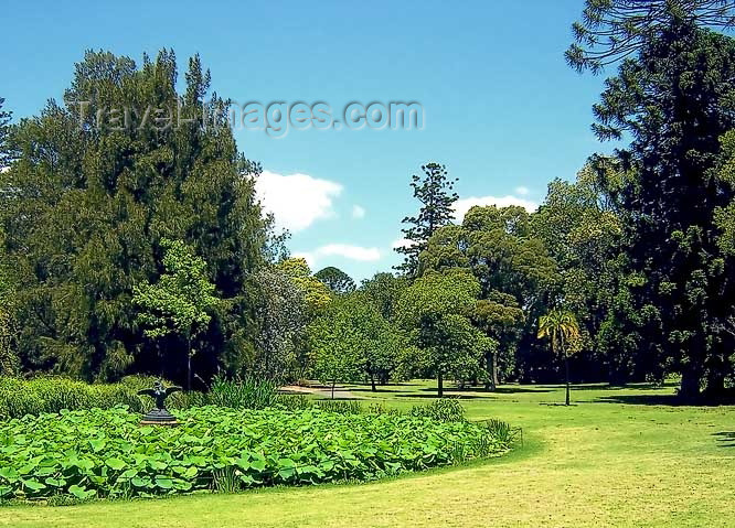 australia449: Australia - Adelaide (SA): tree - Botanical Garden - photo by Luca Dal Bo - (c) Travel-Images.com - Stock Photography agency - Image Bank