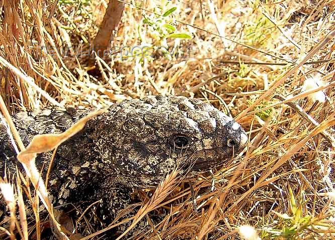 australia452: Australia - Coorong NP (SA): lizard - photo by Luca Dal Bo - (c) Travel-Images.com - Stock Photography agency - Image Bank