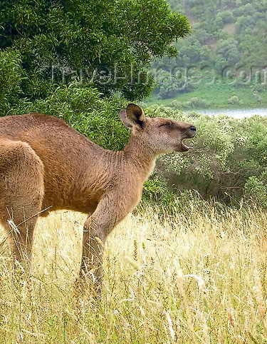 australia453: Australia - Blue Lake - Mount Gambier (SA): kangaroo - photo by Luca Dal Bo - (c) Travel-Images.com - Stock Photography agency - Image Bank