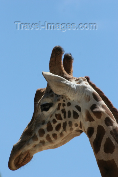 australia559: Australia - Adelaide (SA): head shot of a giraffe at the Zoo - photo by R.Zafar - (c) Travel-Images.com - Stock Photography agency - Image Bank