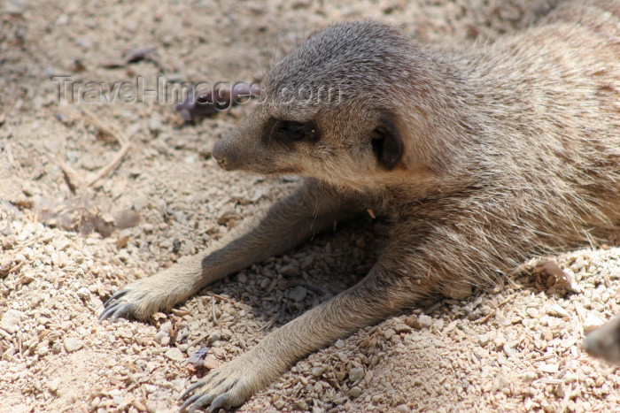 australia562: Australia - Adelaide (SA): meerkat enjoying the sun at the Zoo - Suricate suricatta - photo by R.Zafar - (c) Travel-Images.com - Stock Photography agency - Image Bank