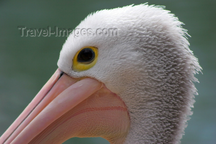 australia563: Australia - Adelaide Hills (SA): closeup of a Pelican head - Cleland Park - photo by R.Zafar - (c) Travel-Images.com - Stock Photography agency - Image Bank