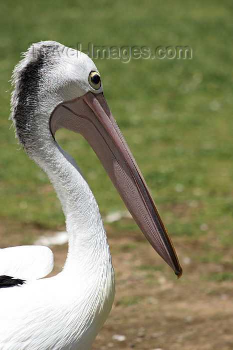 australia628: Australia - Adelaide Hills (SA): Pelican - Cleland Park - fauna - bird - photo by R.Zafar - (c) Travel-Images.com - Stock Photography agency - Image Bank