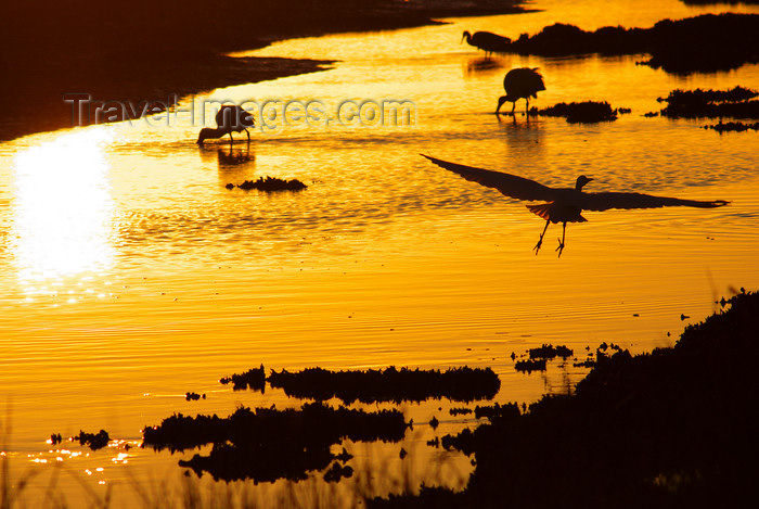 australia651: Australia - Coorong N.P., South Australia: birds at sunset - photo by G.Scheer - (c) Travel-Images.com - Stock Photography agency - Image Bank