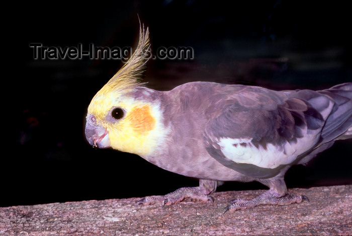 australia654: Australia - South Australia: Cockatiel, Nymphicus hollandicus (also known as the Quarrion and the Weero) - small Cockatoo - photo by G.Scheer - (c) Travel-Images.com - Stock Photography agency - Image Bank