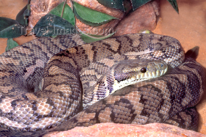 australia658: Australia - South Australia: Diamond Python - photo by G.Scheer - (c) Travel-Images.com - Stock Photography agency - Image Bank