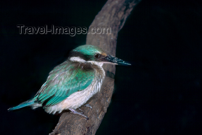 australia664: Australia - South Australia: Kingfisher - photo by G.Scheer - (c) Travel-Images.com - Stock Photography agency - Image Bank