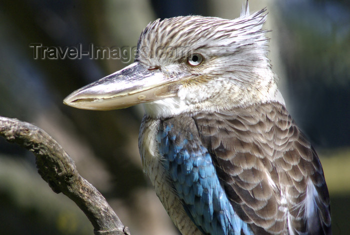 australia665: Australia - South Australia: Kookaburra - photo by G.Scheer - (c) Travel-Images.com - Stock Photography agency - Image Bank