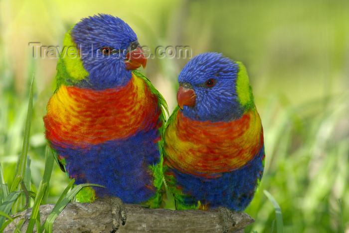 australia666: Australia - South Australia: Lorikeets - photo by G.Scheer - (c) Travel-Images.com - Stock Photography agency - Image Bank