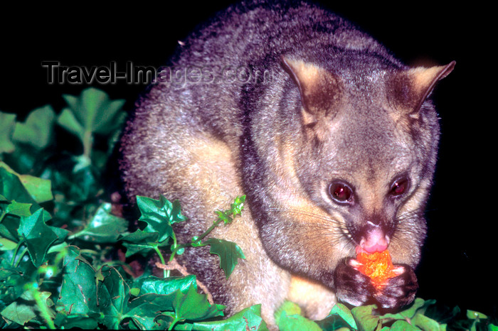 australia668: Australia - South Australia: Possum - photo by G.Scheer - (c) Travel-Images.com - Stock Photography agency - Image Bank