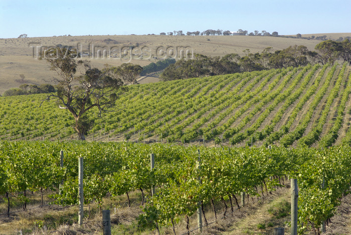 australia671: Australia - Middleton Winery, South Australia: Vineyards - photo by G.Scheer - (c) Travel-Images.com - Stock Photography agency - Image Bank