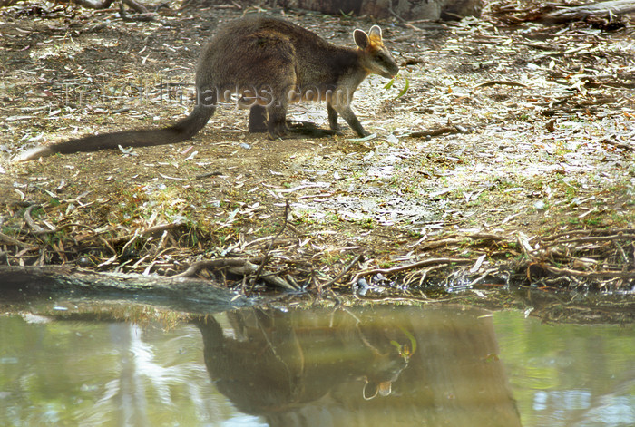 australia672: Australia - South Australia: Wallaby by stream - photo by G.Scheer - (c) Travel-Images.com - Stock Photography agency - Image Bank