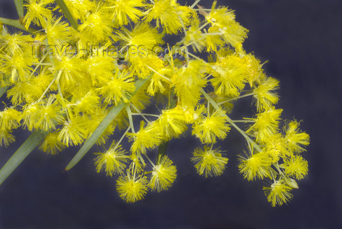 australia673: Australia - South Australia: Wattle Bush - photo by G.Scheer - (c) Travel-Images.com - Stock Photography agency - Image Bank