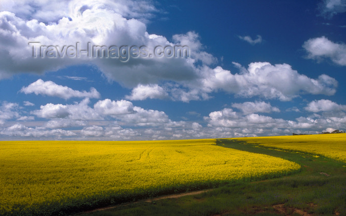 australia676: Australia - Truro, South Australia: Canola Field - Australian agriculture - photo by G.Scheer - (c) Travel-Images.com - Stock Photography agency - Image Bank