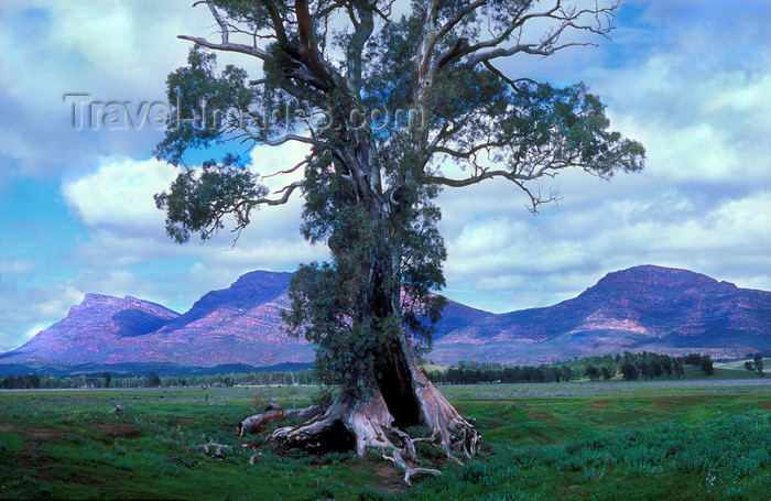 australia679: Australia - Flinders Ranges, South Australia: Caszneaux Tree - photo by G.Scheer - (c) Travel-Images.com - Stock Photography agency - Image Bank