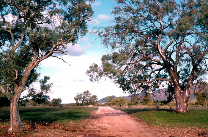 australia687: Australia - Flinders Ranges, South Australia: road between trees - photo by G.Scheer - (c) Travel-Images.com - Stock Photography agency - Image Bank