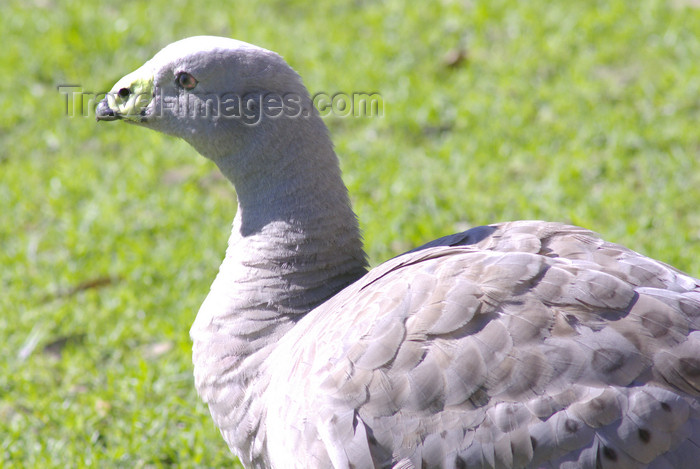 australia695: Australia - South Australia: Cape Barren Goose - Cereopsis novaehollandiae - photo by G.Scheer - (c) Travel-Images.com - Stock Photography agency - Image Bank