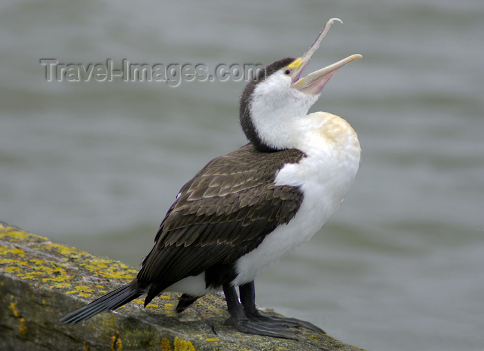 australia696: Australia - South Australia: Cormorant open-mouthed - photo by G.Scheer - (c) Travel-Images.com - Stock Photography agency - Image Bank