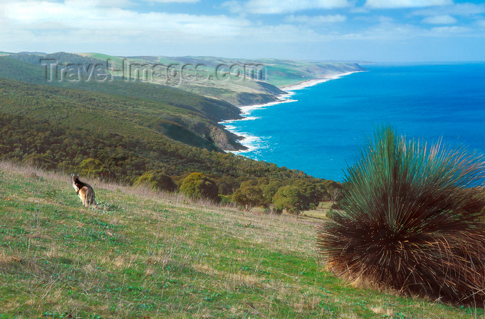 australia697: Australia - Deep Creek Coast, South Australia: Kangaroo - photo by G.Scheer - (c) Travel-Images.com - Stock Photography agency - Image Bank