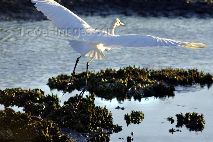 australia698: Australia - Egret, South Australia: spread wings - photo by G.Scheer - (c) Travel-Images.com - Stock Photography agency - Image Bank