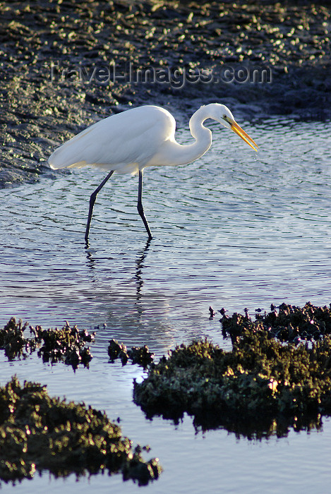 australia70: Australia - South Australia: White Egret hunting - photo by G.Scheer - (c) Travel-Images.com - Stock Photography agency - Image Bank